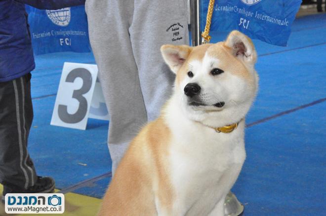 תמונה גדולה